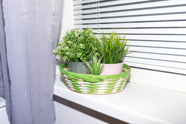Green plants on white window sill, blind and curtains. Home or office interior. - Фото, изображение