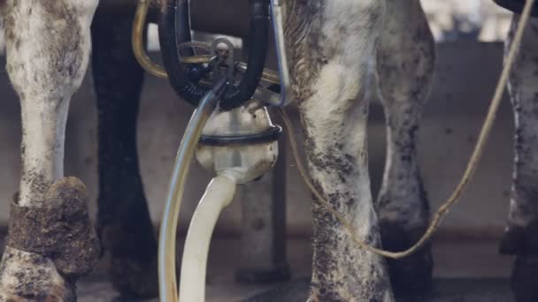 Vacas durante el ordeño en una sala de ordeño rotatorio en una granja lechera grande - Metraje, vídeo
