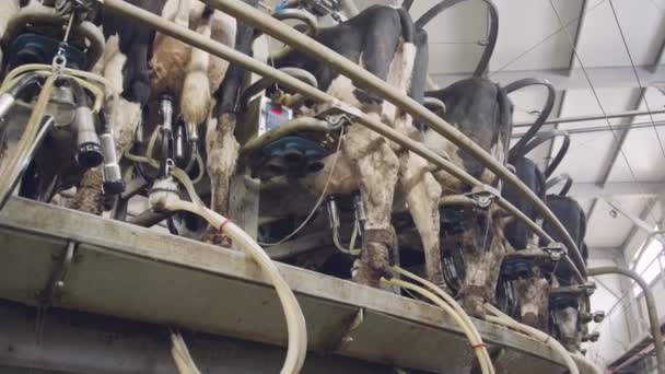 Krowy podczas doju w obrotowej dojarni w dużym gospodarstwie mleczarskim - Materiał filmowy, wideo