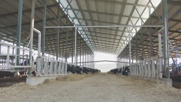 Zuivel koeien eten hooi in een grote stal op een melkveebedrijf - Video