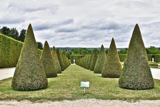 cone-shaped trees - Foto, afbeelding