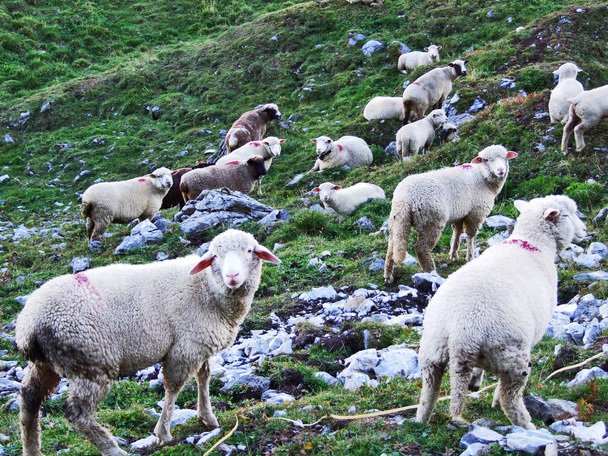 Koyunları Doğum otlaklarda Urner Boden Vadisi - Canton Uri, İsviçre - Fotoğraf, Görsel