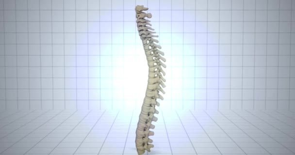Zoom auf das Skelett - menschliches Anatomiekonzept - Schmerzen in der Wirbelsäule Animation - Filmmaterial, Video