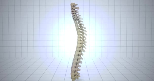Zooming ao esqueleto - conceito de anatomia humana - animação da coluna vertebral
 - Filmagem, Vídeo