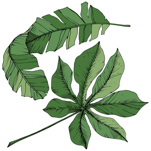Векторное экзотическое гавайское лето. Зеленая гравировка чернил. Изолированный элемент иллюстрации листьев
. - Вектор,изображение