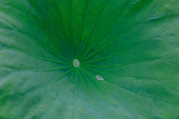 Close-up liść lotosu z kropli wody - Zdjęcie, obraz