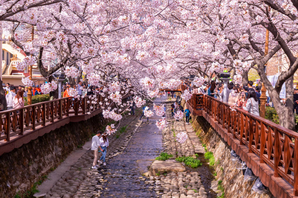 Turystów biorąc Zdjęcia kwitnącej wiśni wiosną w Yeojwacheon Stream, Jinhae, Korea Południowa. - Zdjęcie, obraz