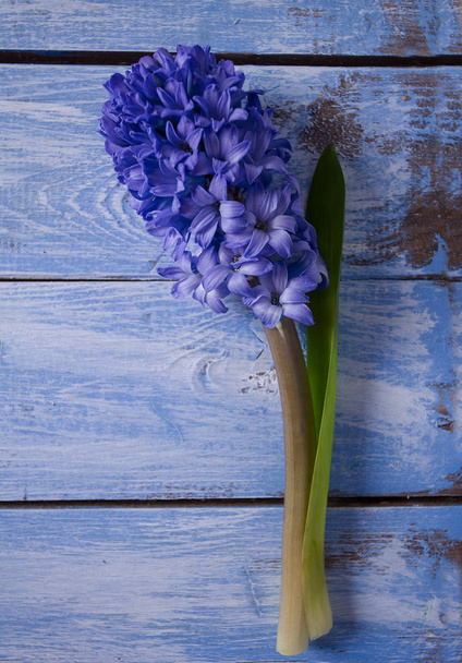 purple hyacinth on blue wooden surface - Photo, Image