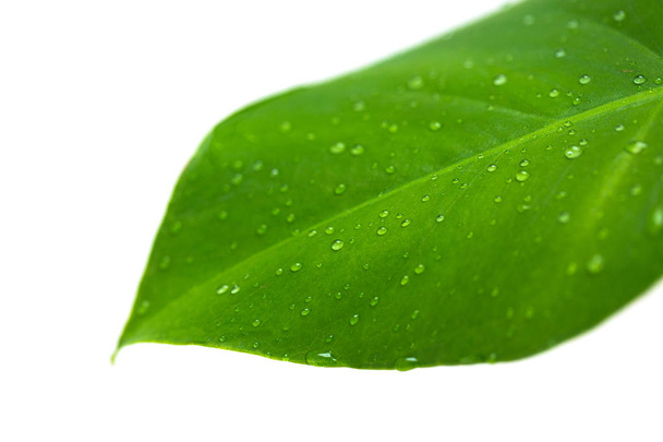 water drops on green plant - Foto, Imagen