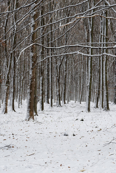 beautiful snowy landscape nature scenic view  - Photo, image