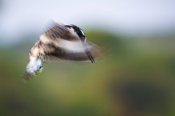 Строкатою зимородок птах паряться в небо з крилами швидко дивлячись на рибу ловити, Національний парк Крюгера, Сполучені Штати Америки  - Фото, зображення