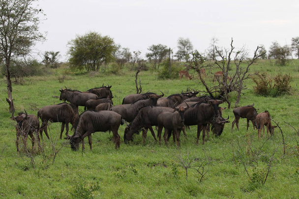 草原、クルーガー国立公園、南アフリカを移動中の野生のアンテロープの家族の群れ - 写真・画像