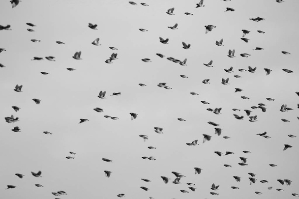 Swarming flock of birds flying in the clear sky, Kruger National Park - 写真・画像