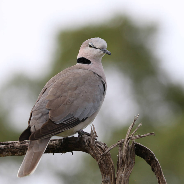 dove bird in South Africa - Photo, Image