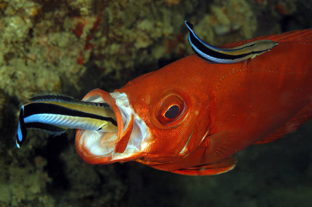 Two Cleaner Wrasses on a Lunar-tailed Bigeye, one inside the Mouth. Tofo, Mozambique - Photo, Image