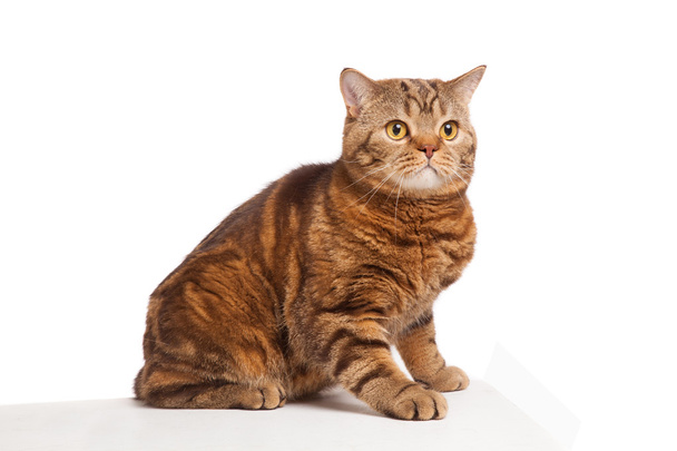 ginger striped cat sitting over white background - Фото, зображення