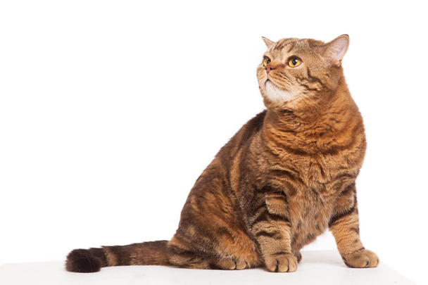 ginger striped cat sitting over white background - Photo, Image