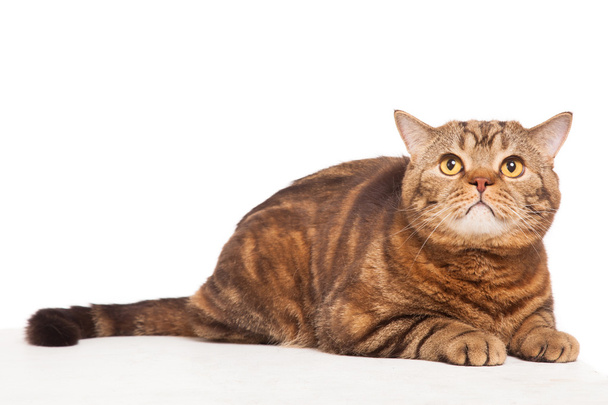 ginger striped cat sitting over white background - Photo, Image