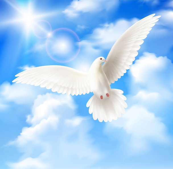Fondo de paloma blanca
 - Vector, imagen
