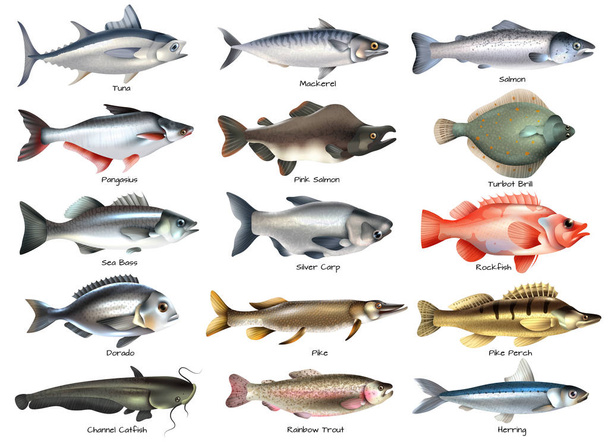 Fishes Icons Set - Vector, afbeelding