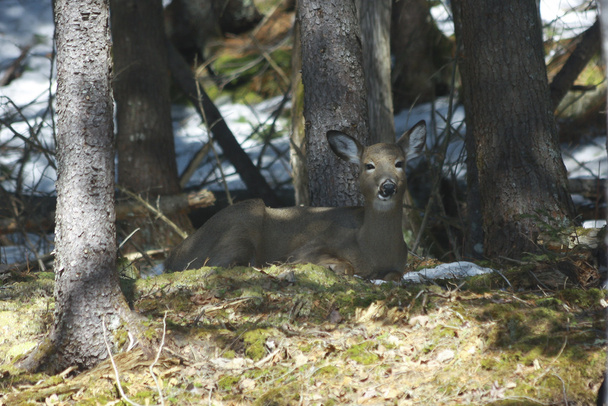 whitetails deer in its natural habitat - Photo, Image