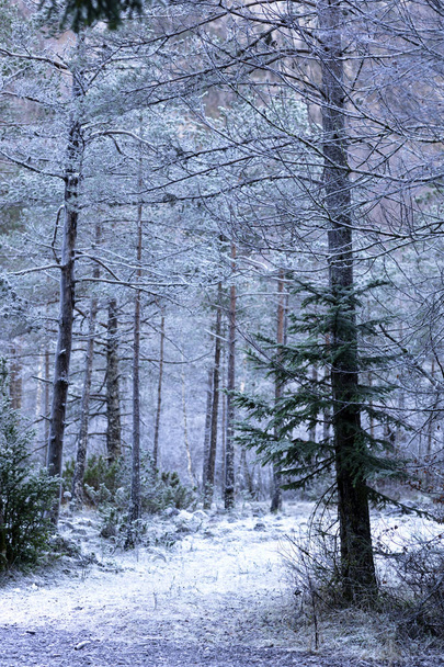 junger Wald mit gefrorenem Boden an einem kalten Wintermorgen - Foto, Bild