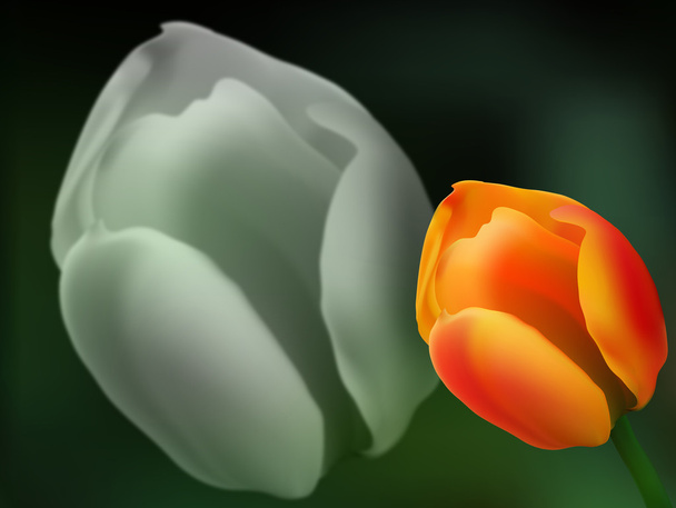 Ramo de tulipanes de oro rosa suave
 - Vector, imagen