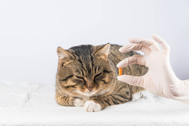pilule de chat. animal malade. vétérinaire. médicament chat donner au chat une pilule
. - Photo, image