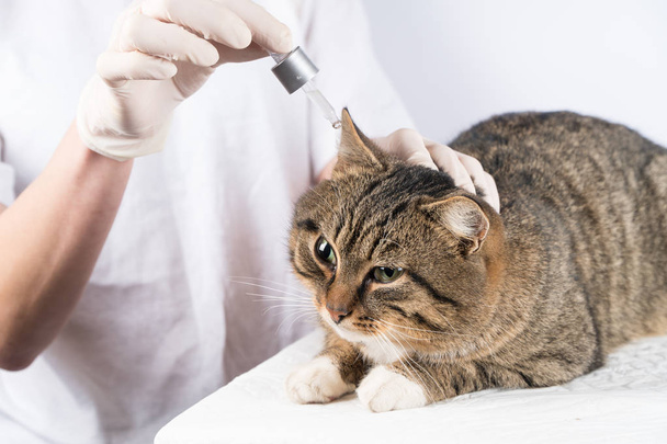 cat ear treatment. the veterinarian. treatment of the animal. - 写真・画像