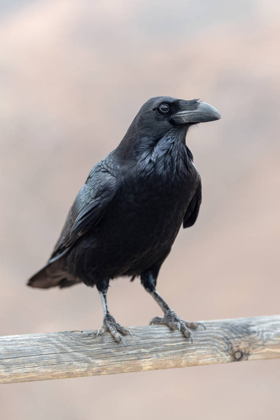 Canary Raven (Corvus tingitanus), Canary Islands, Fuerteventura - Photo, Image