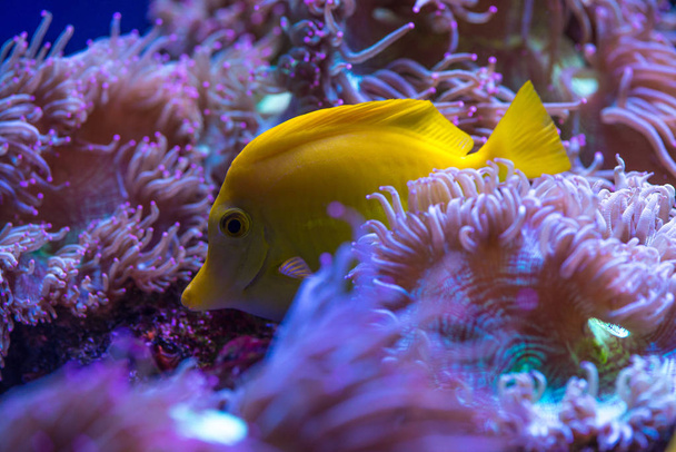 Acuario mar ángel amarillo peces anemonas mascotas
 - Foto, Imagen