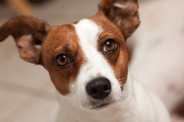 Портрет щенка Джека Рассела-терьера с узкой кожей
 - Фото, изображение