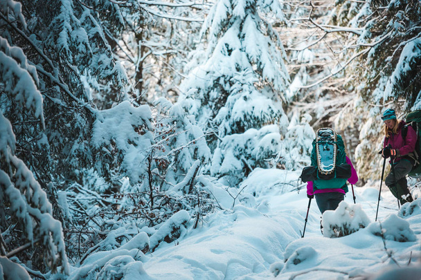 Deux femmes en randonnée hivernale. Les petites amies avec des bâtons de trekking sont sur un sentier de montagne enneigé. Les filles avec des sacs à dos et des raquettes voyagent ensemble. Les amis marchent par une journée ensoleillée à travers la forêt de sapins. - Photo, image