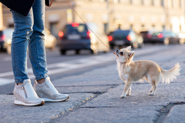 Cream long haired chihuahua walks on embankment in big city - Valokuva, kuva