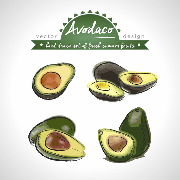 Avocado. handgezeichnete Sammlung von Vektorskizzen mit detaillierten frischen Früchten. isoliert - Vektor, Bild