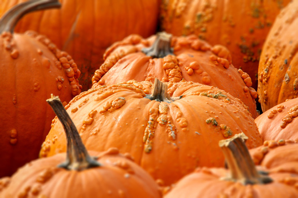 Sorok a Halloween Pumpkins - Fotó, kép