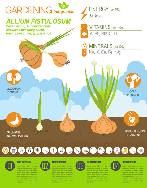 Welsh onion beneficial features graphic template. Gardening, farming infographic, how it grows. Flat style design. Vector illustration - Vector, Image