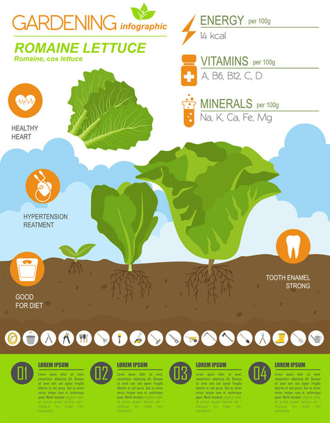 Romanie lettuce beneficial features graphic template. Gardening, farming infographic, how it grows. Flat style design. Vector illustration - Vecteur, image
