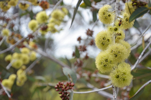 Žluté květy a poupata Desmond Mallee, Eucalyptus desmondensis, rodina Myrtaceae. Endemické na hoře Desmond poblíž Ravensthorpe v západní Austrálii. - Fotografie, Obrázek