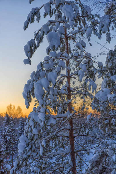 snow-covered trees in the winter at sunset - Photo, image