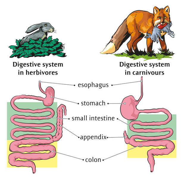 Ilustración vectorial de las diferencias del sistema digestivo entre herbívoros y carnívoros
. - Vector, Imagen