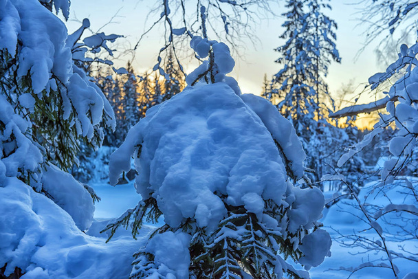 besneeuwde bomen in de winter in het bos - Foto, afbeelding