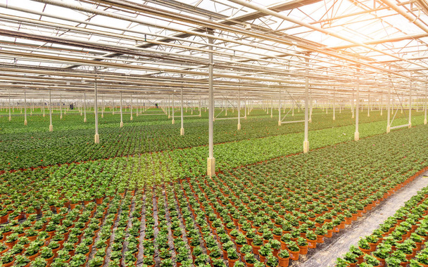 Industrial greenhouse with rows of cultivation. - Photo, image