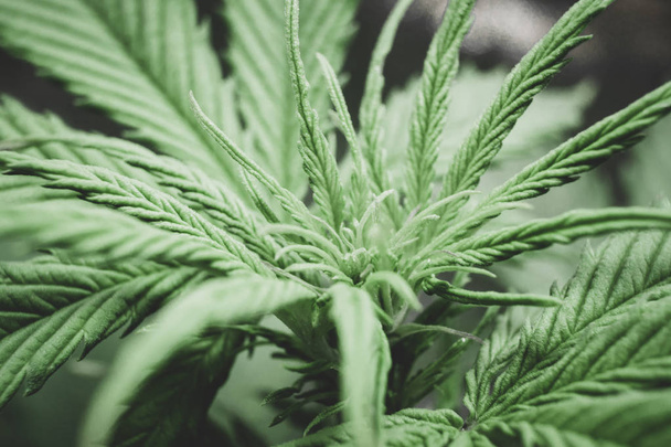 Marijuana flower Indoors growing. Macro shot. Home Grow legal Recreational hemp. Cannabis business. Marijuana grow operation. Planting cannabis. - Photo, Image
