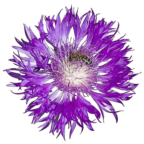 Цветок василькового цвета с изолированными пчелами
 - Фото, изображение