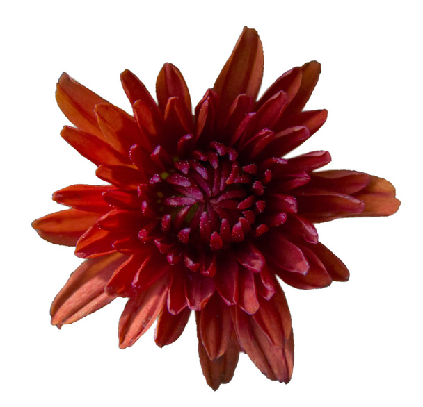 fleur rouge chrysanthème isolé
 - Photo, image