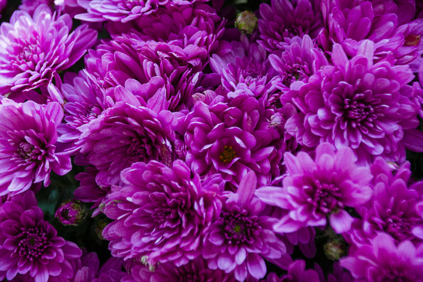 muchas flores fondo de crisantemo rosa
 - Foto, Imagen