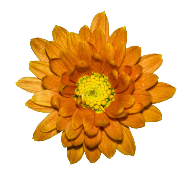 λουλούδι πορτοκαλί Μαργαρίτα gerbera απομονωμένες - Φωτογραφία, εικόνα