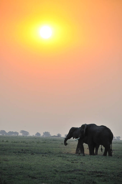 Stado słoni w zachód słońca, Chobe, Botswana, Afryka  - Zdjęcie, obraz