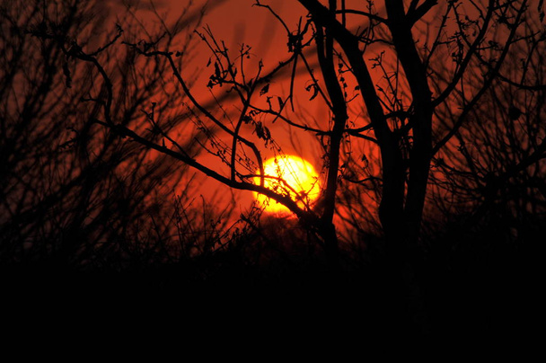 Захід сонця у Чобе Національний парк - Фото, зображення